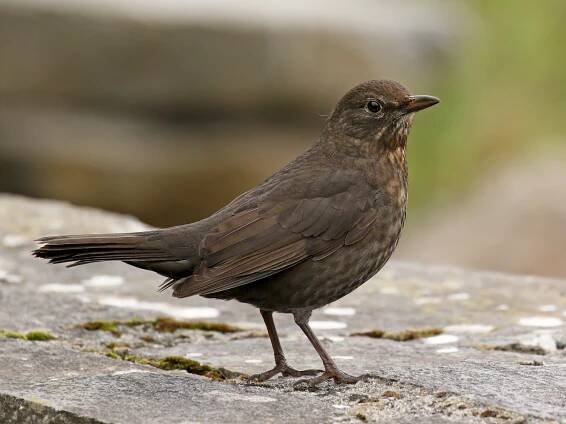  - Eurasian Blackbird
