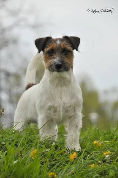 Velký malý pes – to je Jack Russell teriér! | Kynologický magazín eCanis.cz