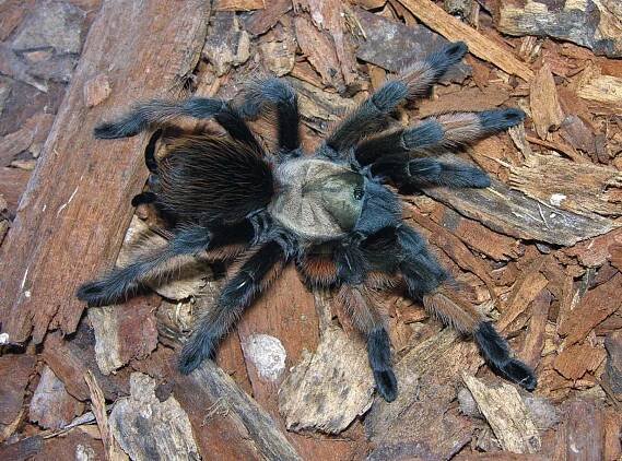 Aphonopelma or Brachypelma sp., Coahuila, Mexico