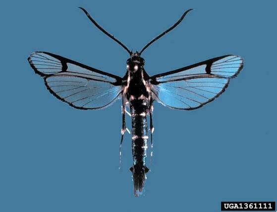 Synanthedon exitiosa
