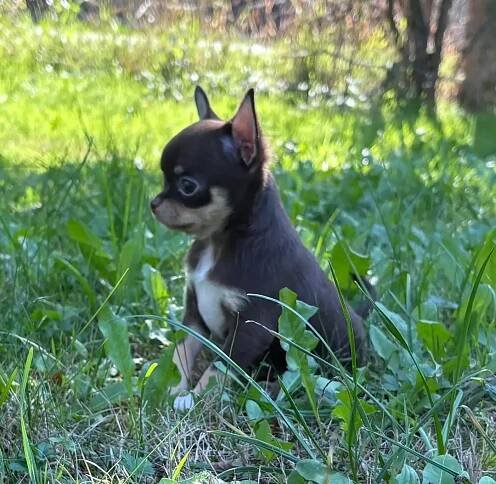 Čivava krátkosrstá s PP | iFauna.cz