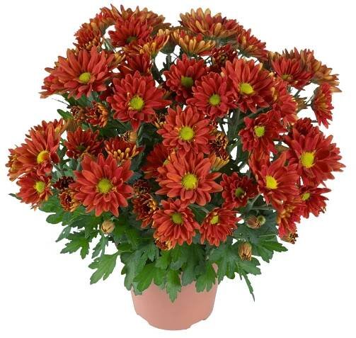 CHRYSANTHEMUM INDICUM | Steenbek