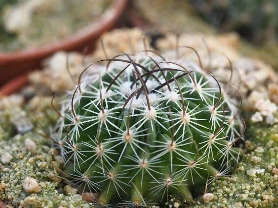 Echinofossulocactus sp. - Image 3
