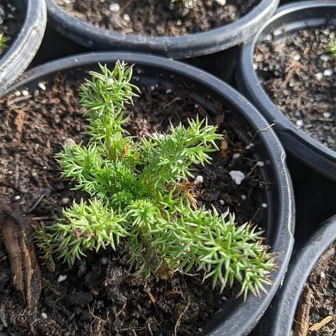 Potted plants available for sale now include chamomile, anise hyssop, salad burnet, wild ginger, black cohosh, and iconoclast plant! Link in bio: look for 'Buy Plants'.