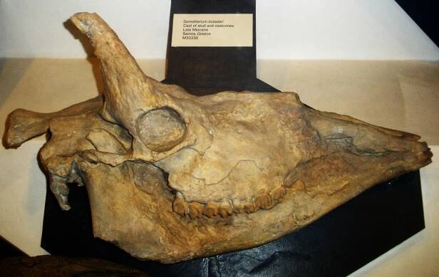 Giraffenartige – Wikipedia
