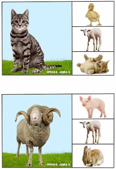 four different pictures of cats and sheep on the same page