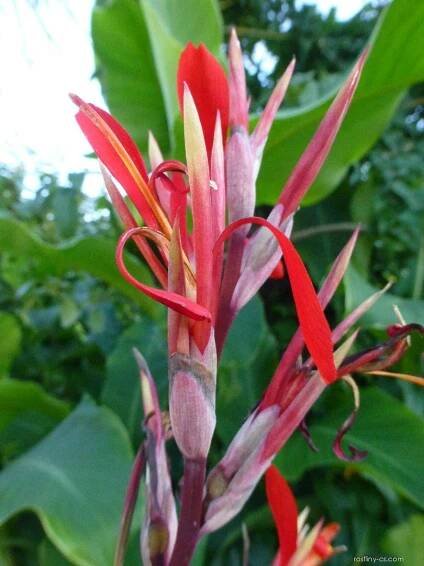 Dosna indická (Canna indica)