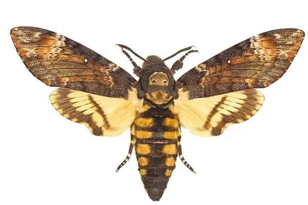 Lišaj smrtihlav (Acherontia atropos)