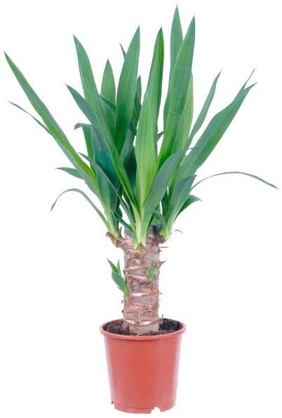 GROW by OBI Juka 1 kmínek průměr květináče cca 11 cm
