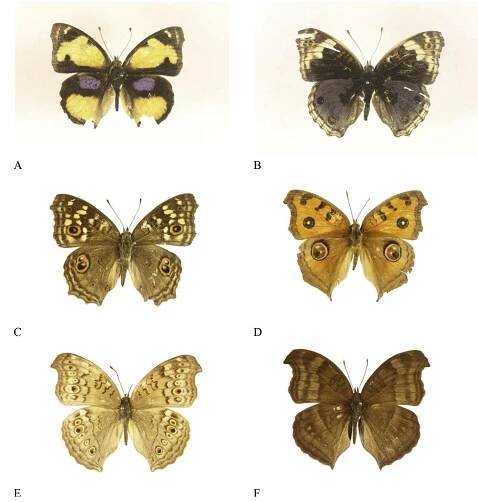 Figure 5. Junonia species collected from Myanmar. A, J. hierta; B, J. orithya; C, J. lemonias lemonias; D, J. almana almana; E, J. atlites; F, J. iphita. 