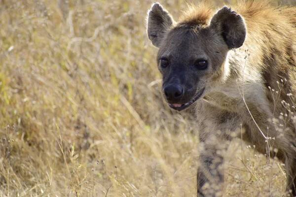 086Ngorongoro-hyena