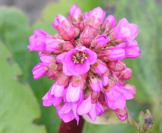 Soubor:Bergenia crassifolia.JPG – Wikipedie