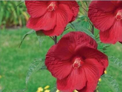 hibiscus my valentine