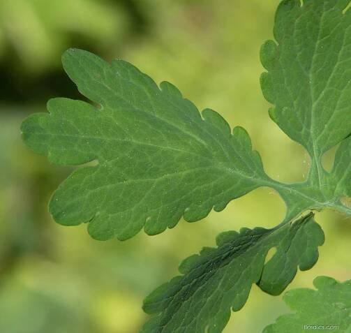 Vlaštovičník větší (Chelidonium majus)