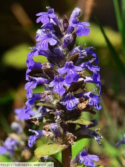 Herbář Wendys - Ajuga reptans - zběhovec plazivý