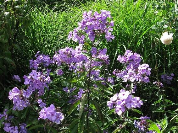 Phlox paniculata " Amethyst " - flox, plamenka Zahradnictví Krulichovi - zahradnictví, květinářství, trvalky, skalničky