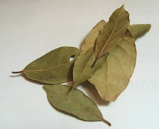 Soubor:Laurier-spice.jpg – Wikipedie