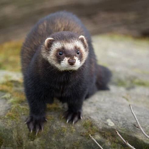 Skunk vs Polecat: Rozdíl a srovnání