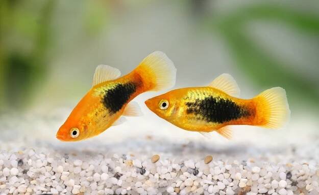 Sunburst smoking platy samec Xiphophorus variatus tropické akvarijní ryby stock fotka