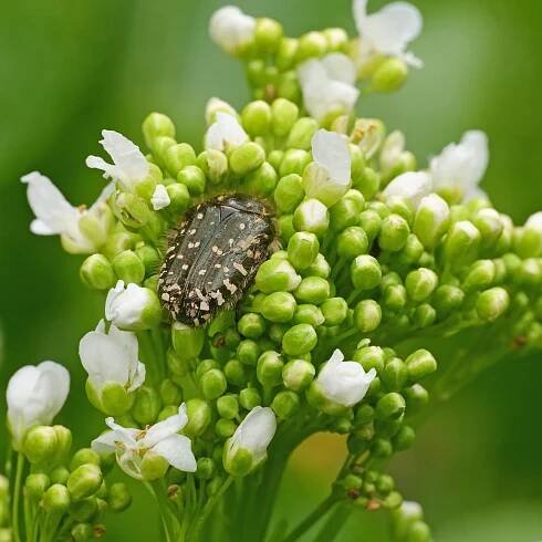 White spotted rose beetle on horseradish