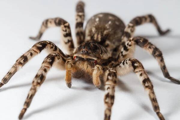Největší pavouk Evropy slíďák tatarský v Zoo Praha - Sciencemag.cz