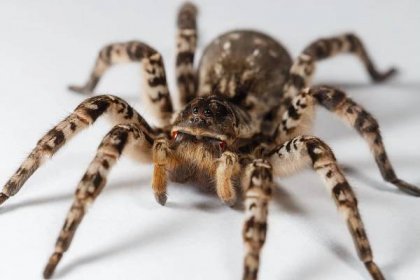 Největší pavouk Evropy slíďák tatarský v Zoo Praha