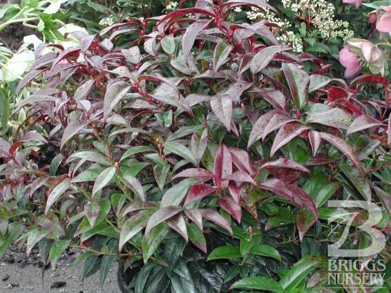 Leucothoe axillaris