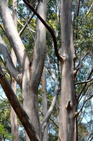 A Walk in the Bush – Have Home Will Travel