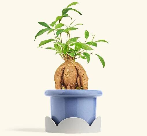 Ficus 'Ginseng', Small