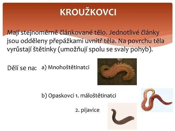 PPT - KROUŽKOVCI PowerPoint Presentation, free download - ID:1995855