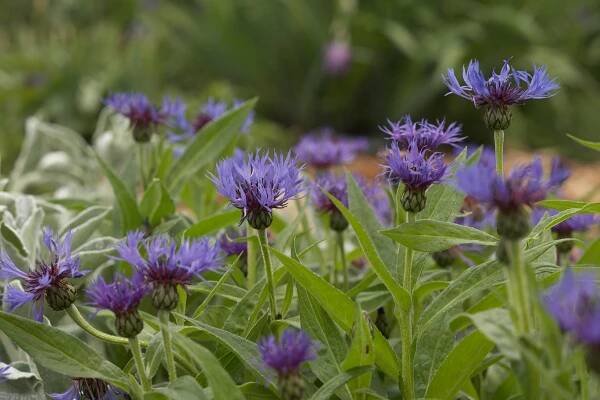 perennial bachelor's button in garden