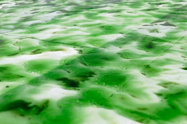 HR_World_of_Algae-8058