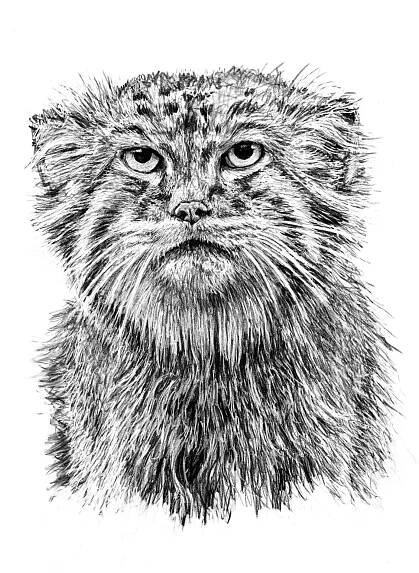 Stefan Larsson - Cats