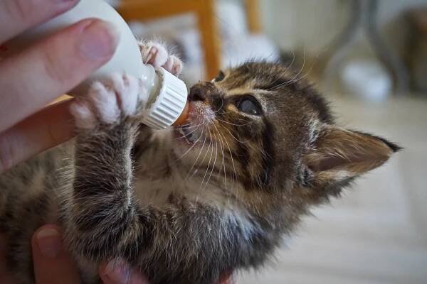 Cat Care Club Sponsorship