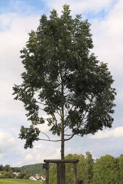 Jaseň štíhly Fraxinus excelsior