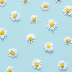 Blue Aesthetic Background With White Daisies Wallpaper
