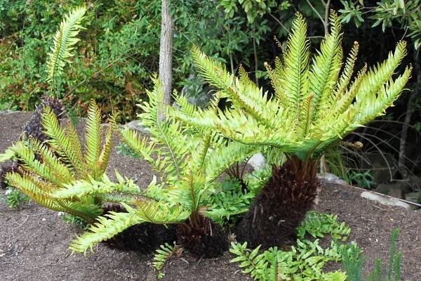 Soubor:Blechnum tabulare - Afromontane 8.jpg