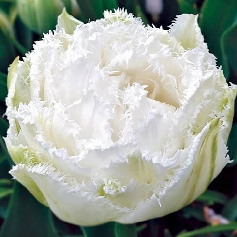 Tulipán bílý 'Snow Crystal' cibulky 5 ks