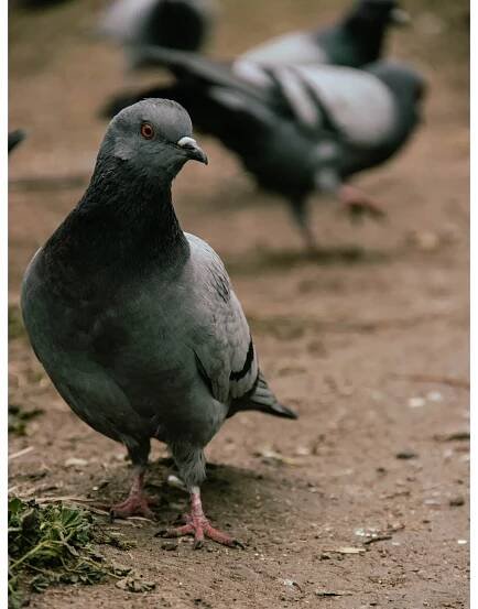 Pigeon Birds Flu: Wild Birds in Urban Environments