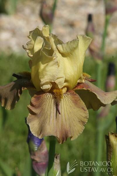 Iris barbata elatior Thornbird (3) | HORTIFOTO | Autoři | iBotky.cz
