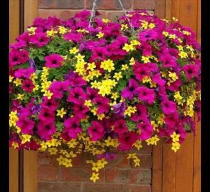 Petúnie patří hned po pelargóniích k nejoblíbenějším balkónovým květinám. Pinterest