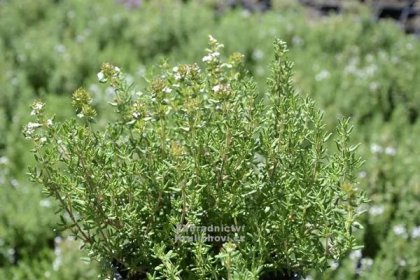 Thymus vulgaris " Faustini " - tymián Zahradnictví Krulichovi - zahradnictví, květinářství, trvalky, skalničky, bylinky
