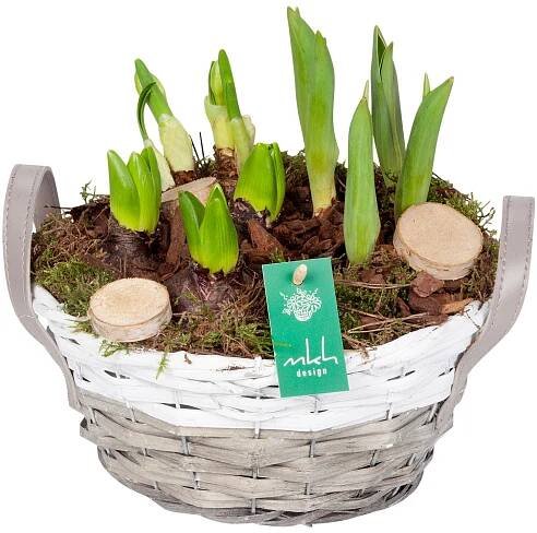 Aranžmá s různými cibulovinami v košíku s uchem průměr květináče cca 23 cm nakoupit u OBI