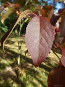 Brslen Hamiltonův Indian Summer - podzimní list (Euonymus hamiltonianus), listy podzim