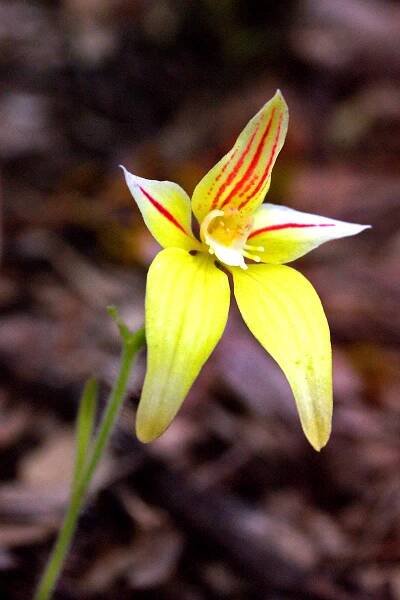 Wildflowers – Morland Smith