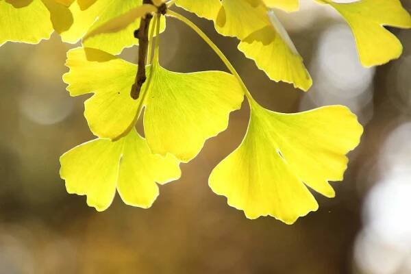 Ginkgo Biloba - účinky A Přínosy V Tradiční čínské Medicíně » Bylinky-ProZdraví.cz