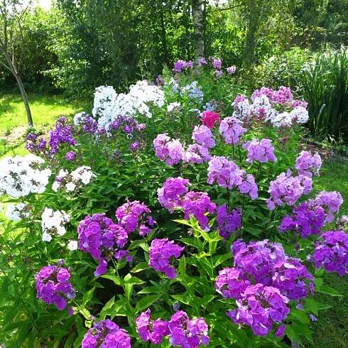 Plaménka latnatá - směs barev - Phlox paniculata grandiflora - semena plaménky - 15 ks