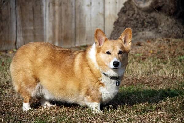 HERDING DOGS - Murphdog Magazine