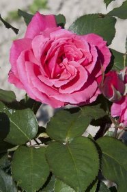 Růže - Zahrada Malochýn