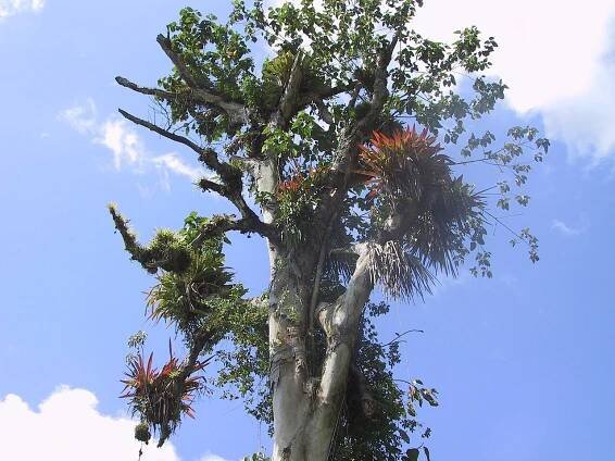 Soubor:Bromeliaceae20020312.JPG – Wikipedie